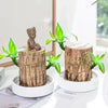 Brazilian wood plant (I'M GROOT PLANT)  Pack of 2